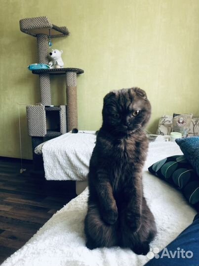 Кошка в добрые руки
