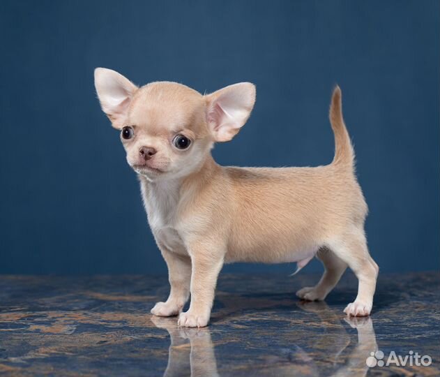 Шоколадная миничка