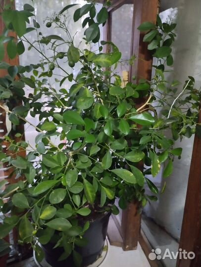 Саженцы экзотической Муррайи