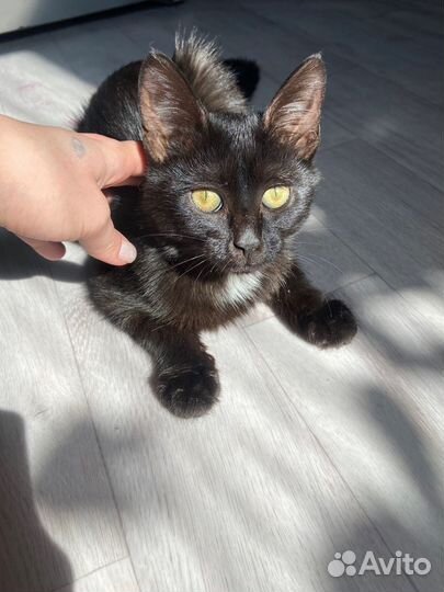 Котенок (девочка) в дар бесплатно