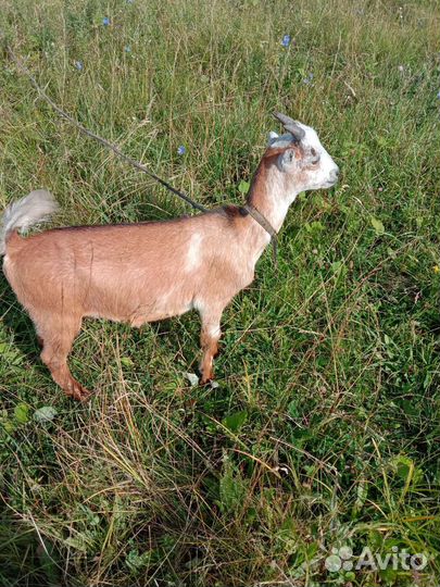 Козлики ломанча