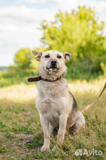 Собака из приюта в добрые руки