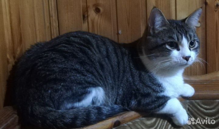 Кот анатолийской породы, не кастрирован