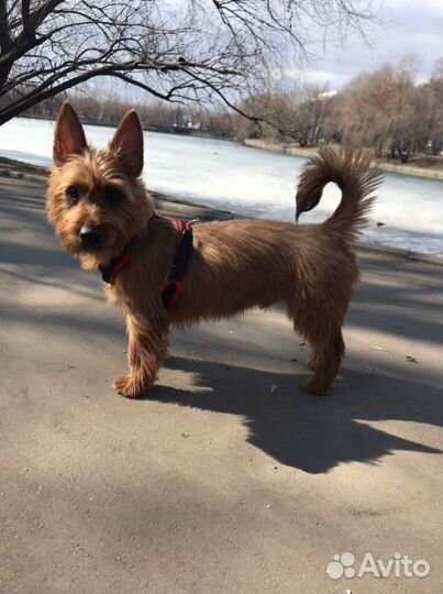 Найдись, барышня, для нашего кавалера