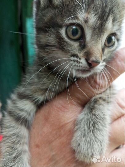 Девочка в добрые руки