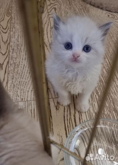 Котята рэгдолл с документами, в разведение