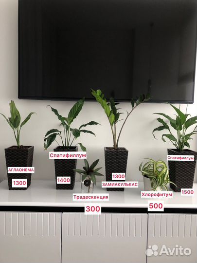 Хлорофитум, спатифиллум, замиокулькас