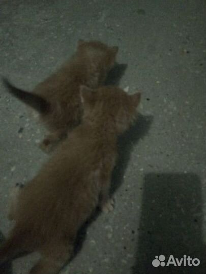 Котята в добрые руки мальчики