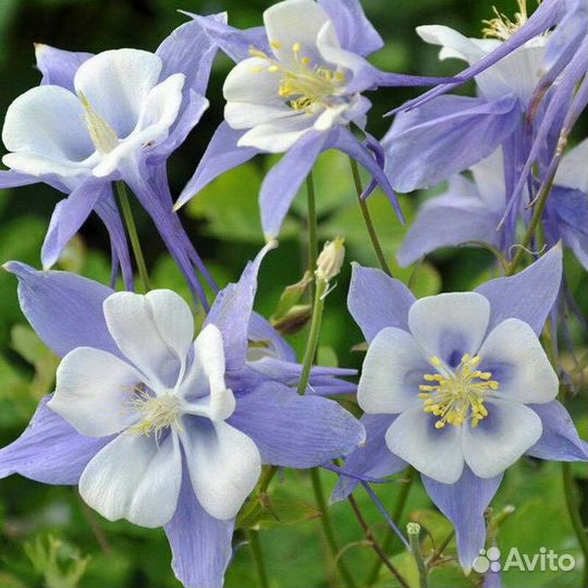 Аквилегия, декоративные цветы, редкие сорта