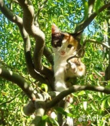 Котята 2 мес в дар