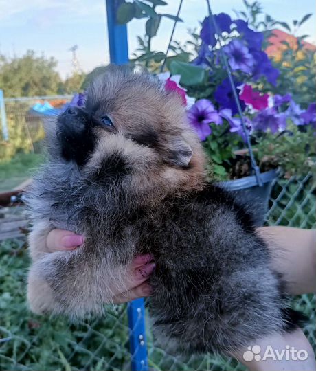 Померанский шпиц мини