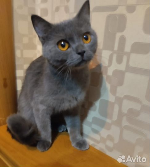 Кошки бесплатно