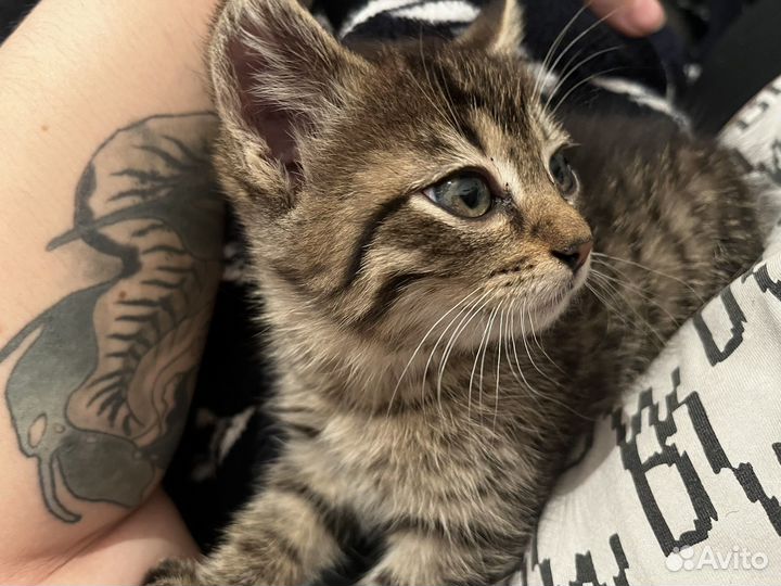 Кошка в дар