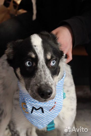 Суперкрасивая девочка щенок с голубыми глазками