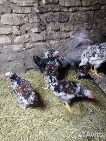 Молодые петухи