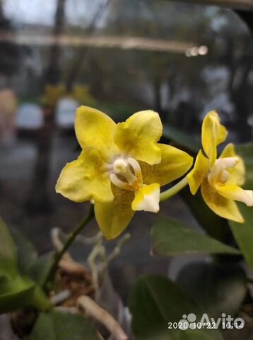 Орхидея фаленопсис golden pixie