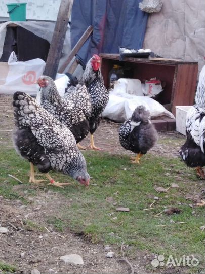 Виандот(инкуб. Яйцо)