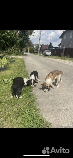 Бесплатно в хорошие руки