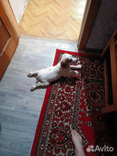 Кокер Спаниель