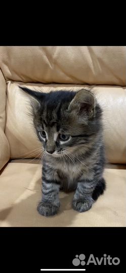 Кошка в дар