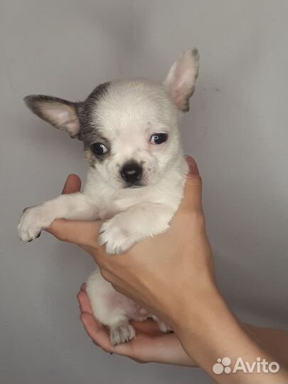 Щенки чихуахуа