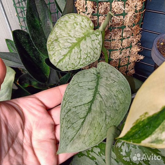 Сциндапсус Сильвер Клауд / silver cloud