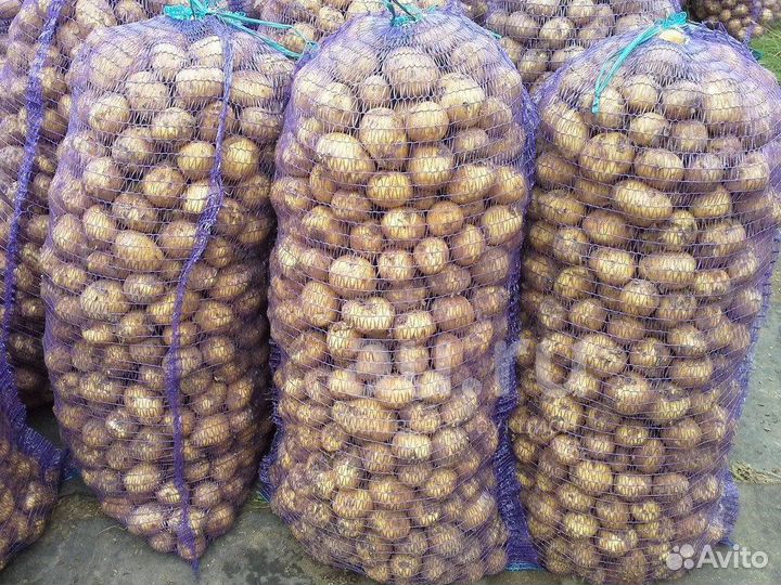 Семенной картофель