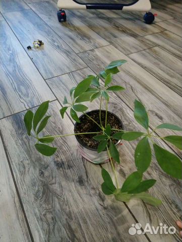 Шефлера. Рео