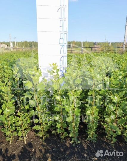 Пирамидальный Тополь без пуха саженцы черенки