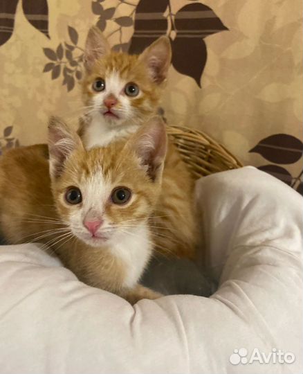 Котята