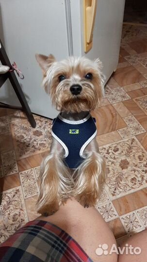 Передержка или воспитание собак