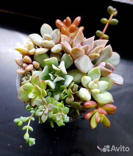 Набор суккулентов для садика, флорариума