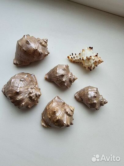 Морские ракушки раковины