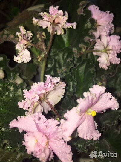 Маранта,бегония,фикус,фуксия,Кордилина