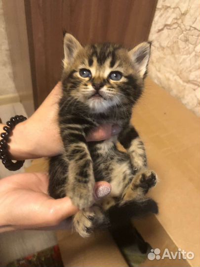 Кошка в дар бесплатно