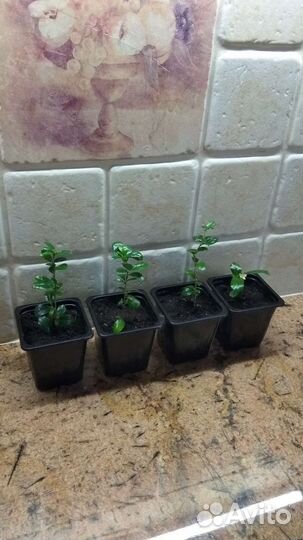 Кармона, чайное дерево