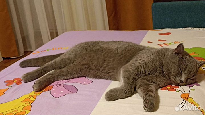 Британский кот на вязку