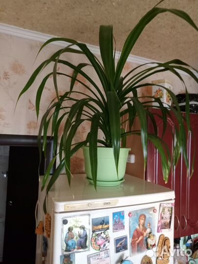 Комнатные растения цветы