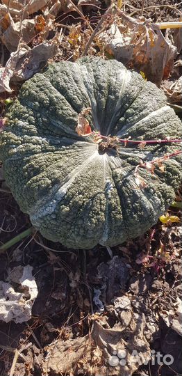 Тыква жаба мраморная,и лазурная