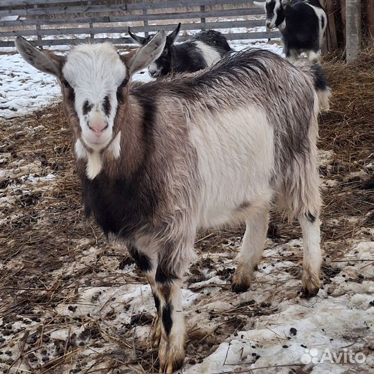 Козлята на мясо