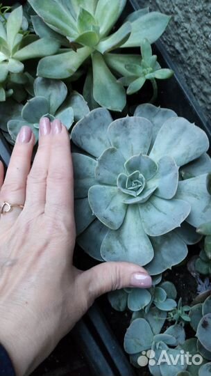 Суккуленты