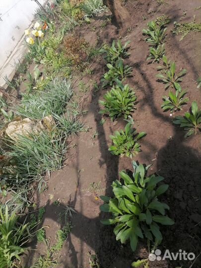 Ромашка садовая