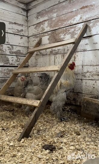 Инкубационное яйцо брама