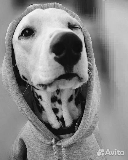 Отдам собаку