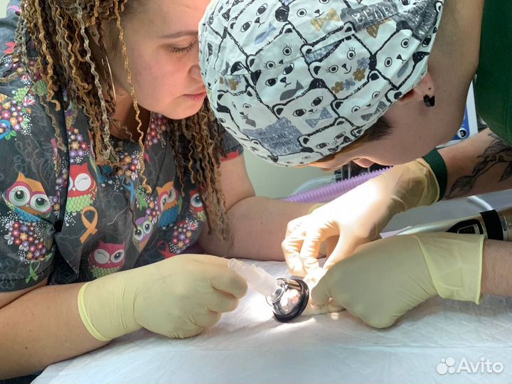 Ветеринарный врач