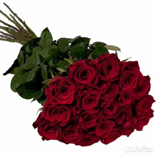 Длинные розы. Гиганты. Эквадор