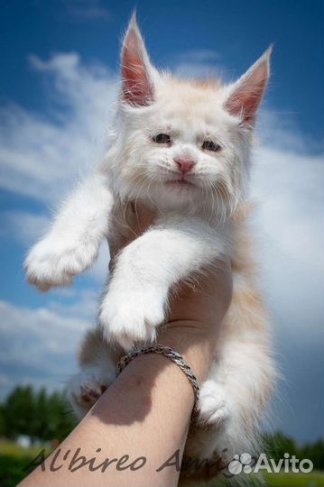 Котята мейн-кун