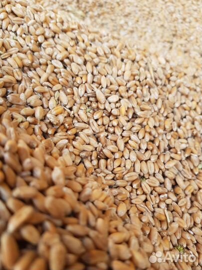 Озимая пшеница