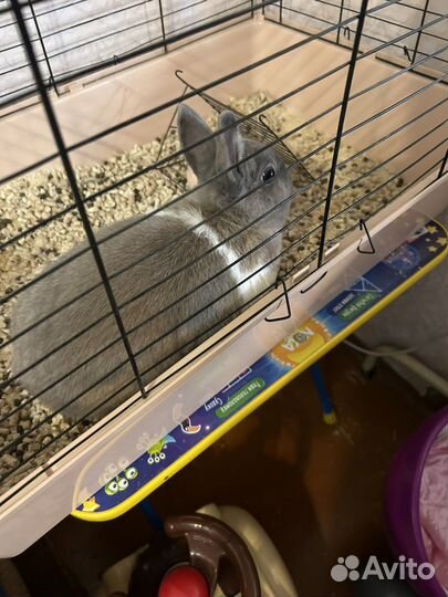 Кролик с клеткой