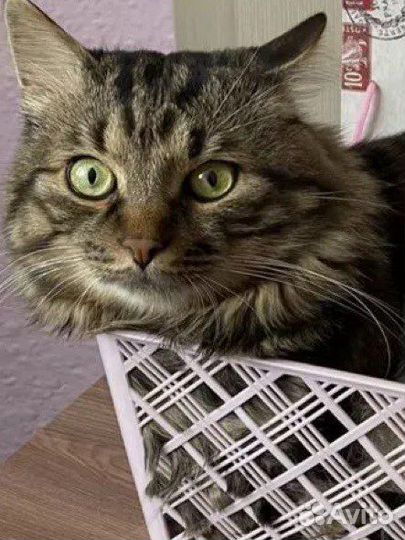 Курильский бобтейл вязка